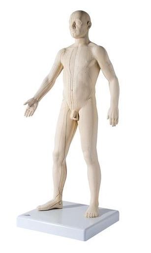 Mannelijk acupunctuurmodel deluxe circa 71 cm