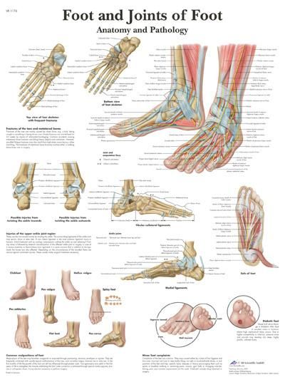 Anatomie poster Foot and Joints of Foot - voet en gewrichten van de voet