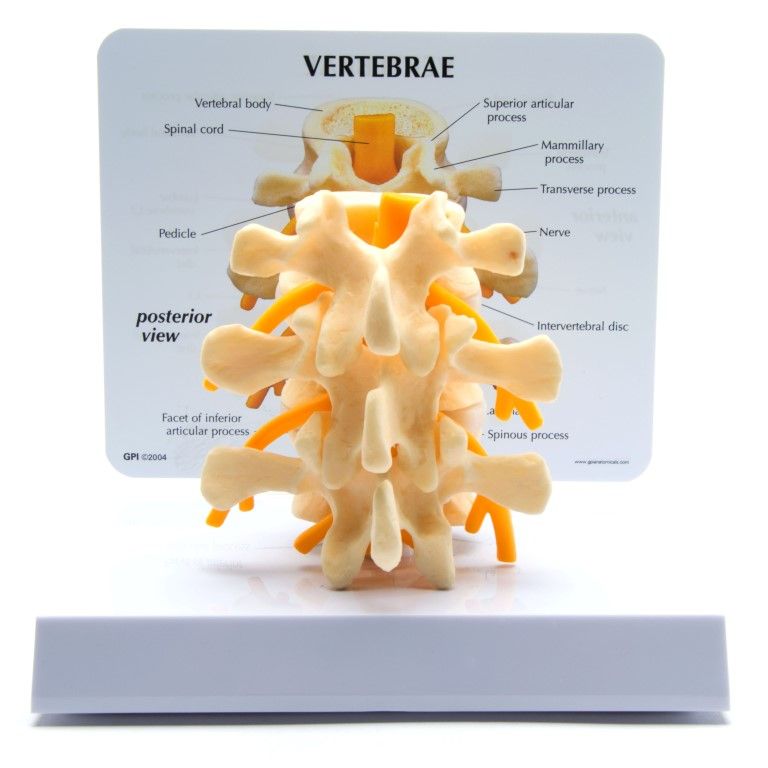 Basic Vertebrae met infokaart, L2, L3 en L4