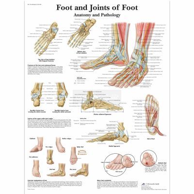 Ingelijste poster Foot and Joint of Foot - voet en gewrichten van de voet