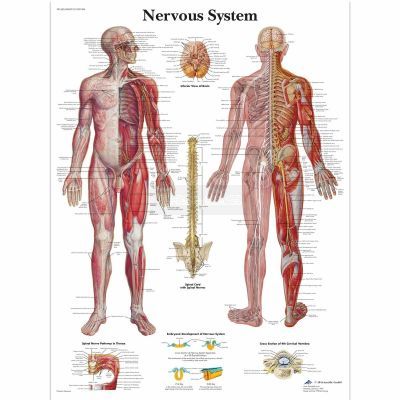 Ingelijste poster Nervous System - menselijk zenuwstelsel
