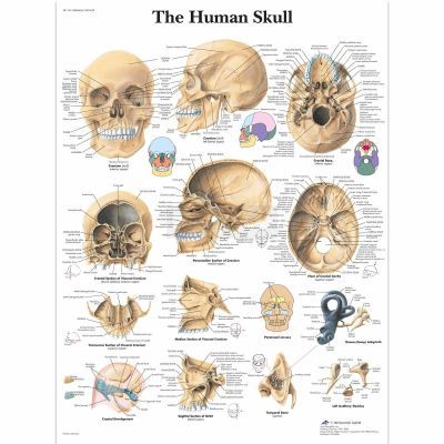Ingelijste poster The Human Skull - de menselijke schedel