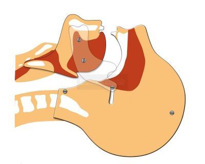 Luchtweg simulator bord 24 cm x 32 cm