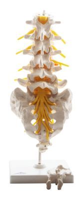 Lumbale wervels met sacrum 34 cm