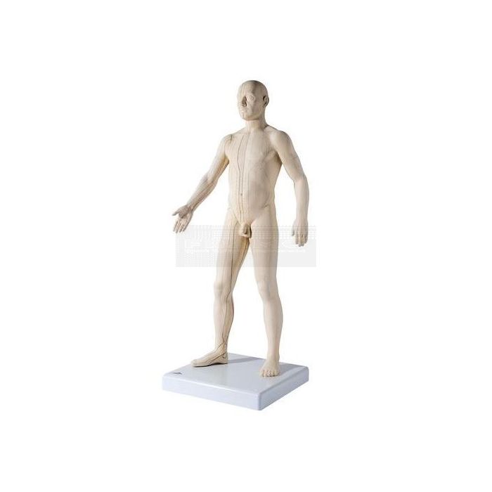 Mannelijk acupunctuurmodel deluxe circa 71 cm staand