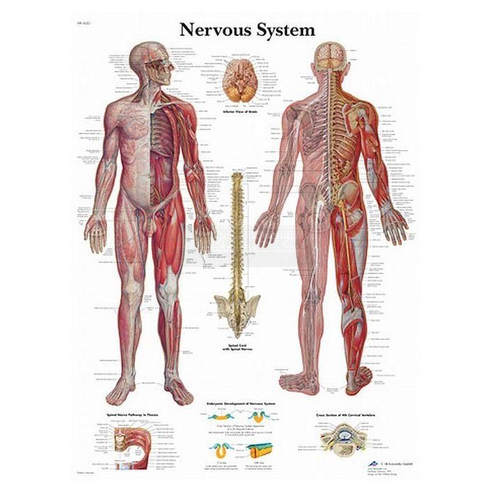 Poster van het zenuwstelsel 50 cm x 67 cm