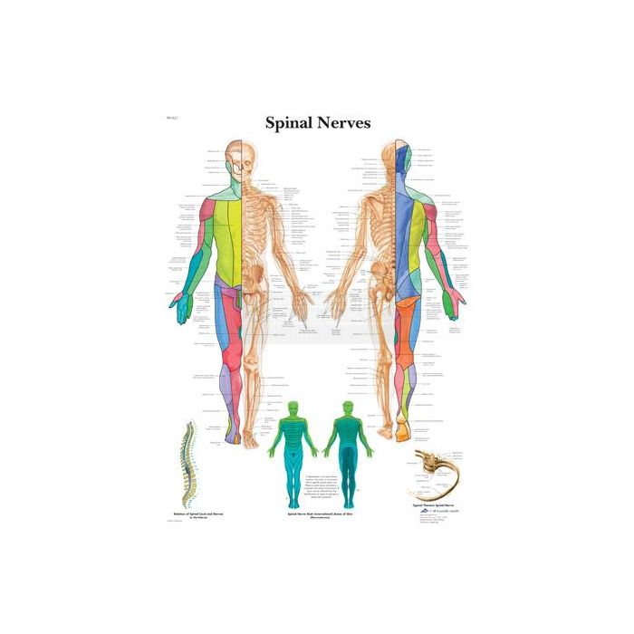 Poster spinal nerves 50 cm x 67 cm