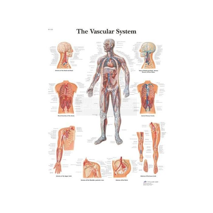 Poster vaatstelsel / vascular system 50 cm x 67 cm