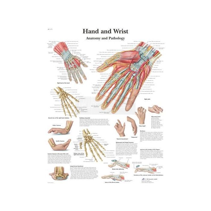 Poster hand en pols 50 cm x 67 cm