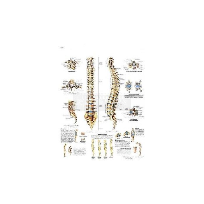 Poster wervelkolom 50 cm x 67 cm