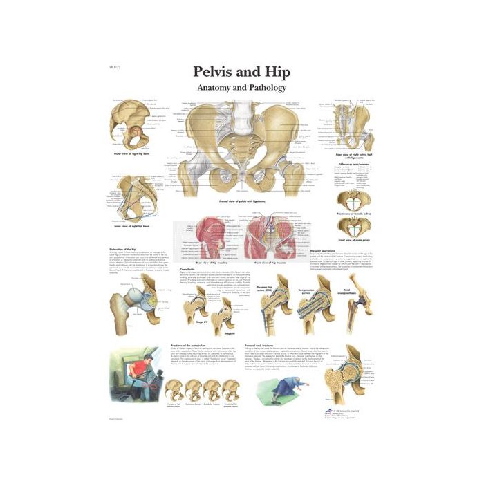 Anatomie poster Pelvis and Hip - bekken en heup