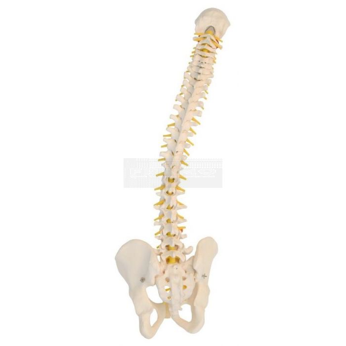 Flexibele wervelkolom Fysio lengte 74 cm zonder standaard