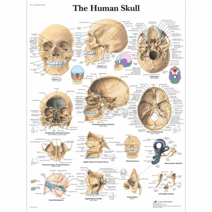 Ingelijste poster The Human Skull - de menselijke schedel 50,5 cm x 67,5 cm