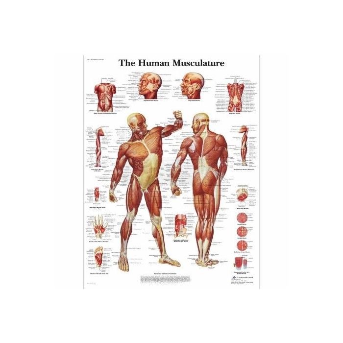 Ingelijste poster The Human Musculature - het menselijk spierstelsel 50,5 cm x 67,5 cm
