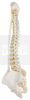Flexibele wervelkolom Fysio lengte 74 cm zonder standaard zij aanzicht