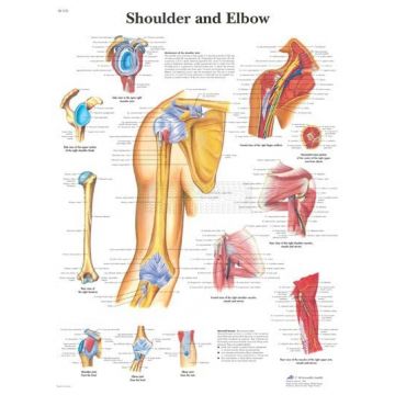 Anatomie poster Shoulder and Elbow - schouder en elleboog