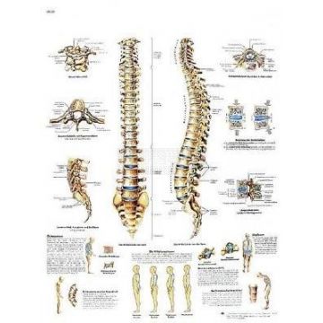 Anatomie poster Spinal Column - wervelkolom