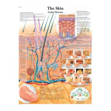 Anatomie poster The Skin - de menselijke huid