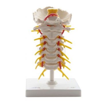 Cervicale wervelkolom 19 cm