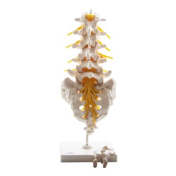 Lumbale wervels met sacrum 34 cm