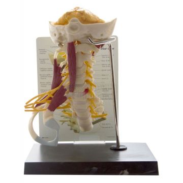 Nekwervels Deluxe, gespierd levensgroot model