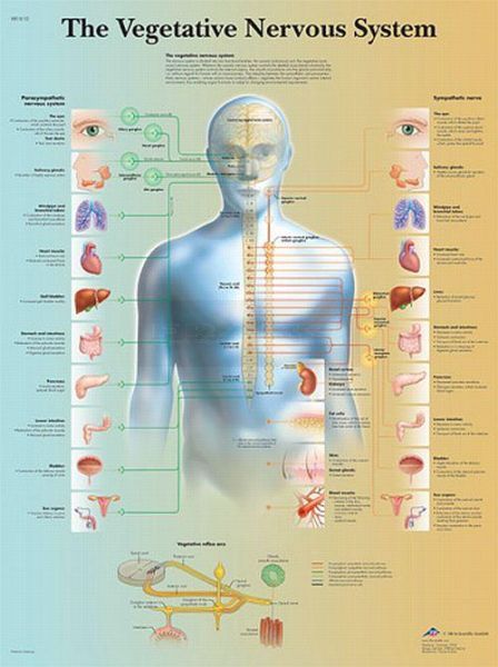 Poster Vegetative Nervous System 50 cm x 67 cm