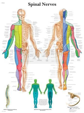 Poster spinal nerves 50 cm x 67 cm