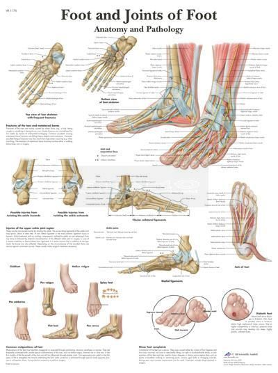 Poster voet en voetgewrichten 50 cm x 67 cm