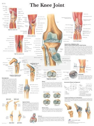 Poster kniegewricht 50 cm x 67 cm