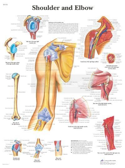 Poster schouder en elleboog 50 cm x 67 cm