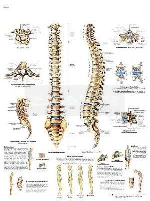 Poster wervelkolom 50 cm x 67 cm