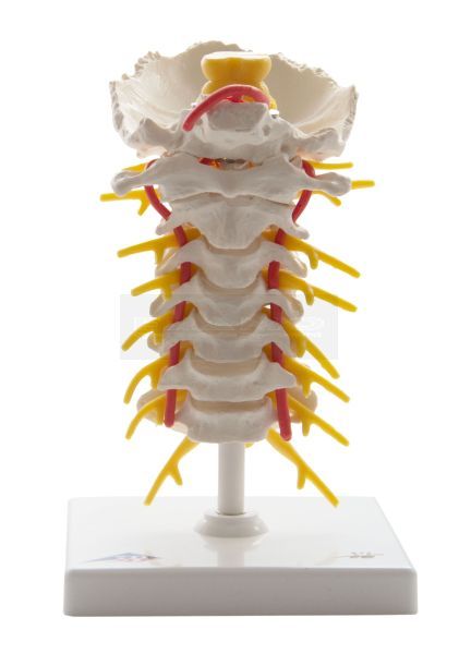 Cervicale wervelkolom 19 cm