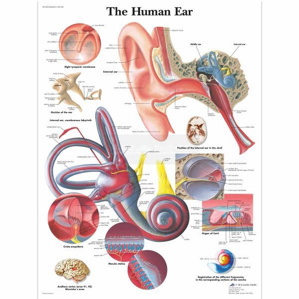Ingelijste poster The Human Ear - het menselijk oor