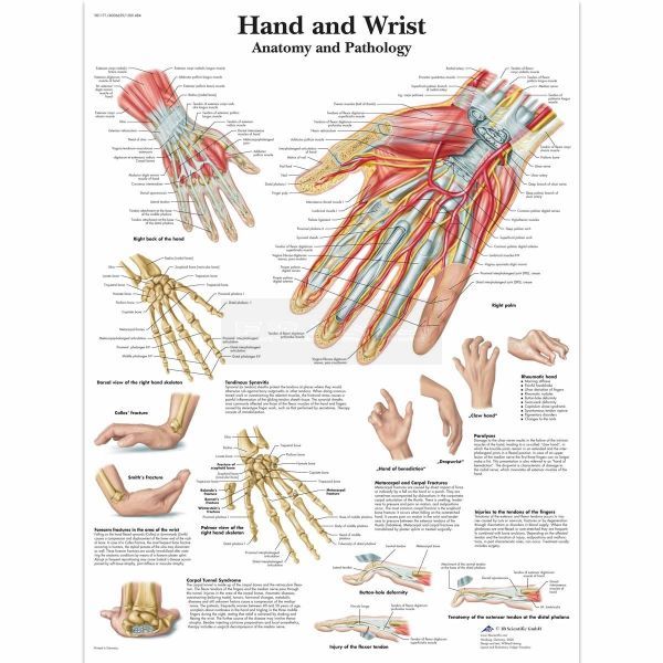 Ingelijste poster Hand and Wrist - hand en pols