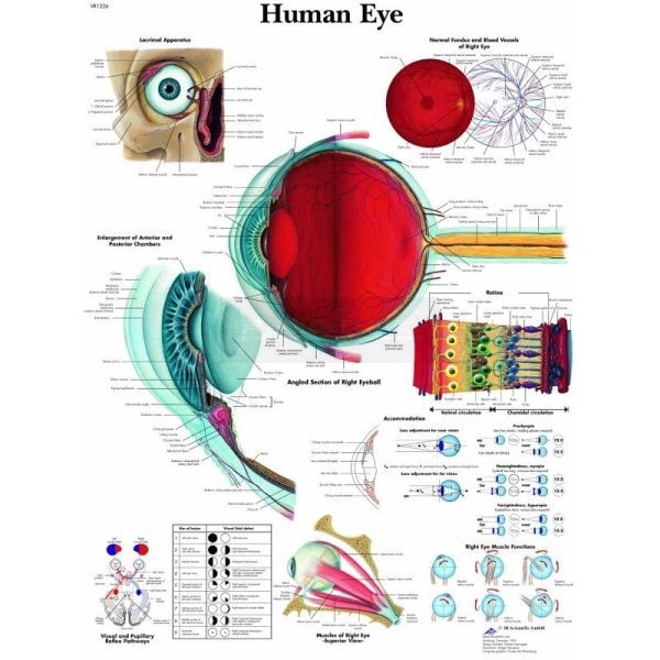 Ingelijste poster The Human Eye - het menselijk oog 50,5 cm x 67,5 cm