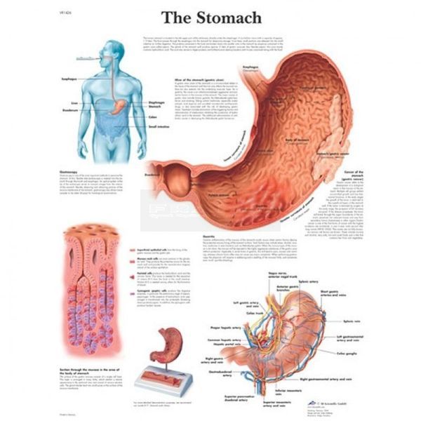 Anatomie poster The Stomach - de maag