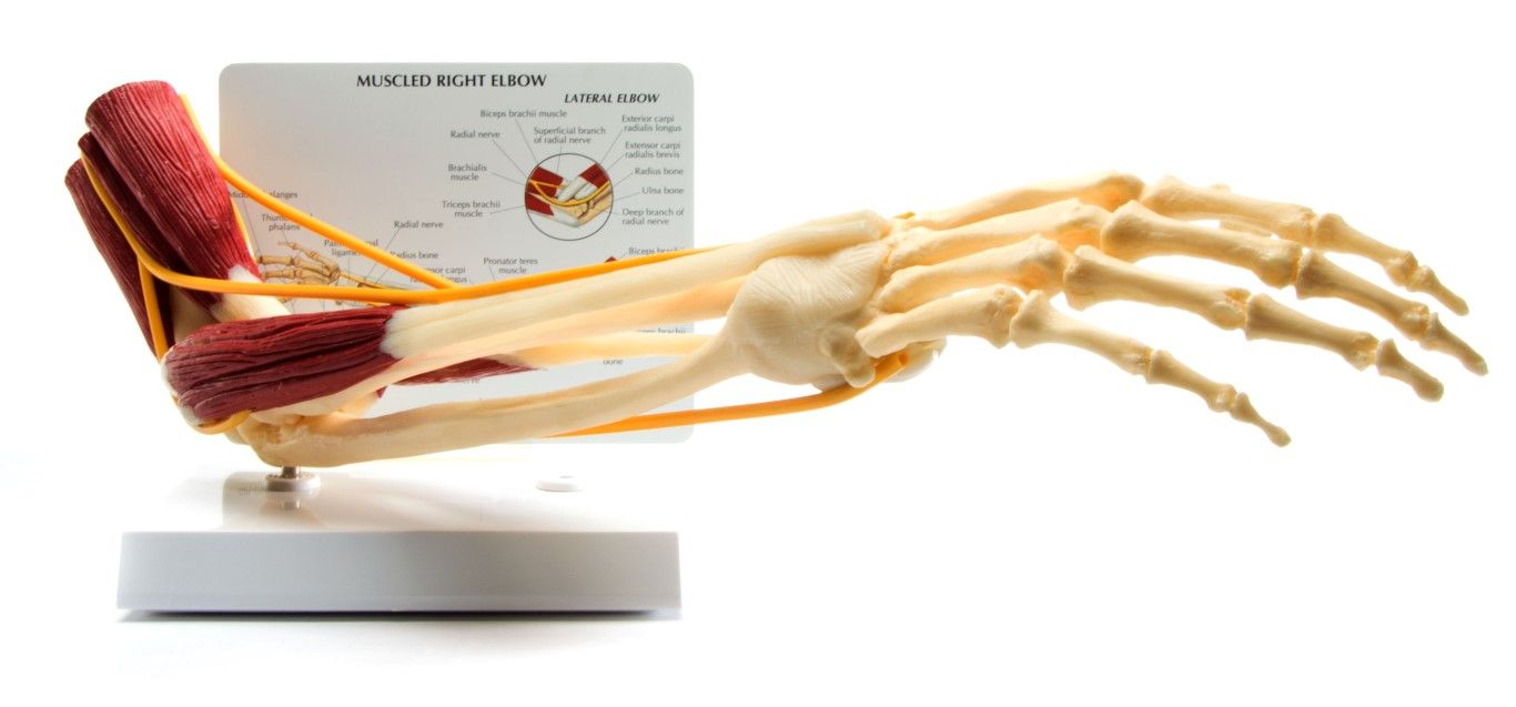 Elleboog met spieren en infokaart