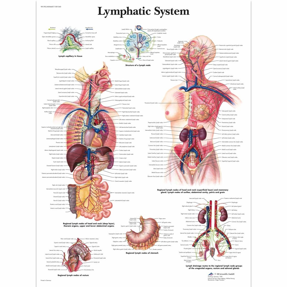 Ingelijste poster Lymphatic System - lymfestelsel