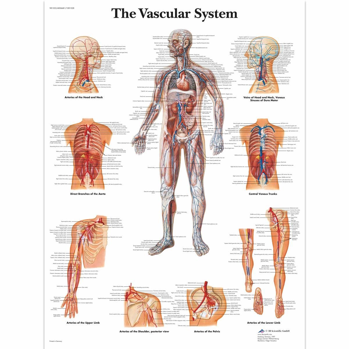 Ingelijste poster The Vascular System - het vaatstelsel